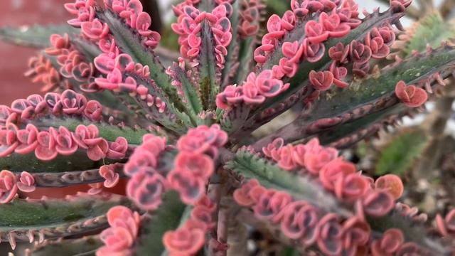 Kalanchoe Pink Butterflies
