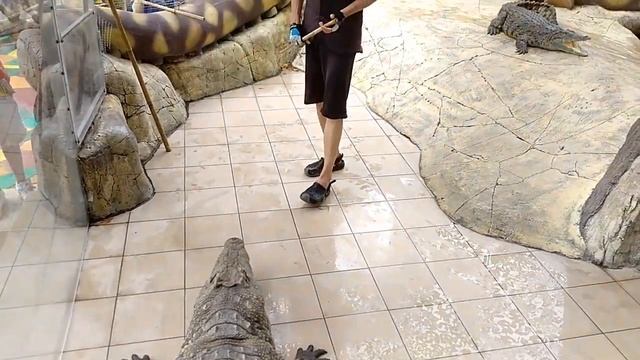 Шоу крокодилов: нильский 3метровый крокодил Йосенька смотреть онлайн