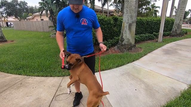 Out of Control BOXER meets Dog Trainer! смотреть онлайн