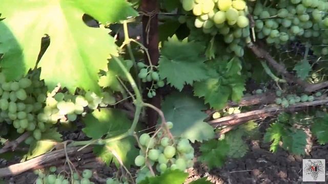 Сорт винограда Элегант Сверхранний. Виноград 2015. смотреть онлайн