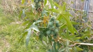 Клещевина - ядовитое растение. Из чего делают касторовое масло. Яд рицин.