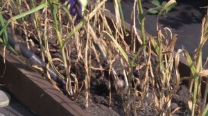 Усадьба: «История одной культуры»