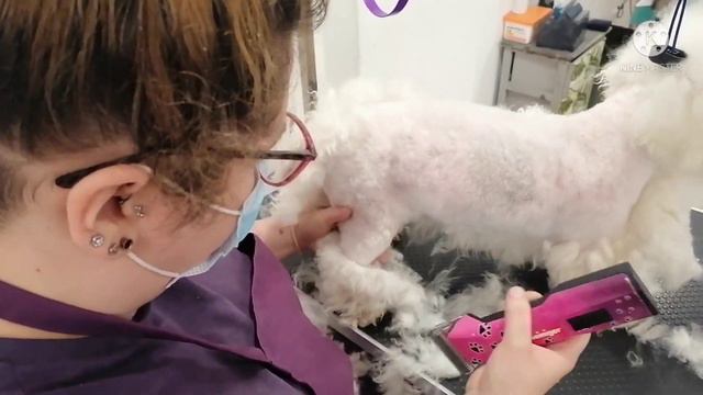 Shaving A Matted Dog #DogGrooming, #shaving, #mattedDog, #Doggroomer, #mattedBichonFrise,