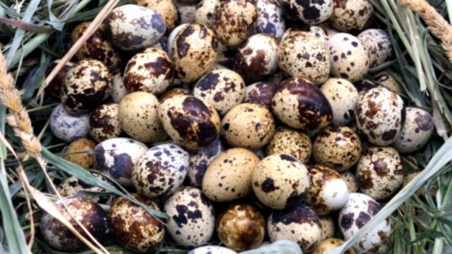 Для мужчин, беременных и детей - Перепелиные яйца