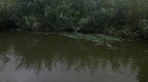 Чем кормить Белого амура в маленьком пруду