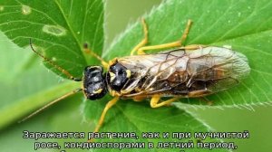 Болезни крыжовника