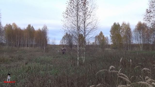Охота осенью  на вальдшнепа утку и сбор грибов охота