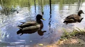 Осенняя охота на уток. С махокрылом и в тумане!