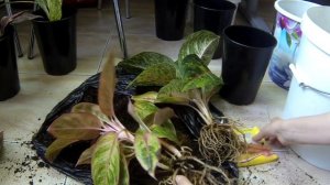 Комнатные цветы. Аглаонема. Пересадка и деление.