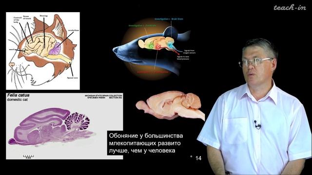 Дубынин В. А. - 100 часов школьной биологии - 1.22. Вкусовая и обонятельная системы смотреть онлайн
