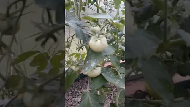 Ласковый Миша томат смотреть онлайн