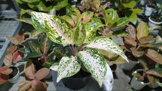 GIVEAWAY AGLONEMA PINK YULIA DAN LELANG смотреть онлайн