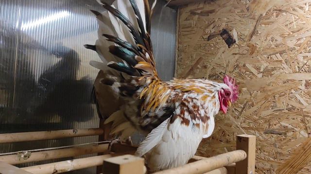 Курица села на яйца под Новый Год смотреть онлайн