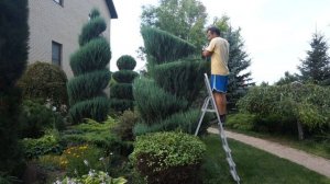 Стрижка можжевельника Форма разносторонних углов