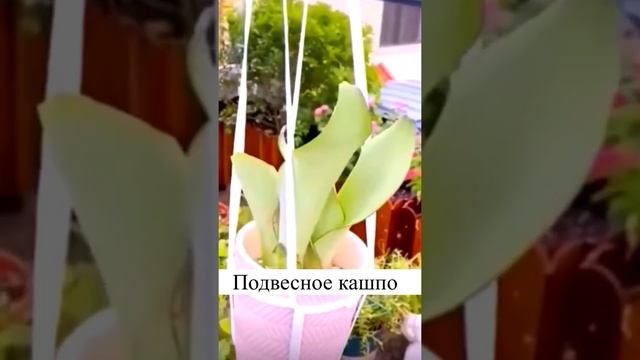 Подвесное кашпо для комнатных растений своими руками #домашниецветы смотреть онлайн