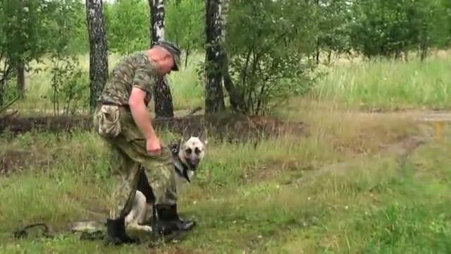 Команда "Ко мне" - приучение собаки смотреть онлайн