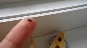 Жучки на подоконнике. Кто они?