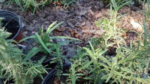 Живу в станице. Обход владений. Набережная Приморско-Ахтарск, Азовское море.