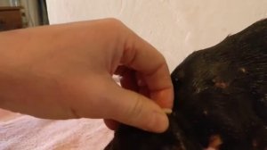 Remove mangoworms from dog - Remove mango worms from dog skin Удалите манговых червей с кожи собаки