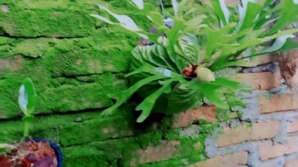 Easy Tricks to Grow Hydrangea Macrophylla Using Only Leaves