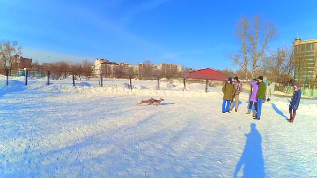 11 Марта, встреча Басенджи г. Пермь. смотреть онлайн