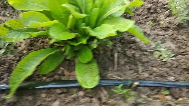 Розы после заморозка. Капельный полив