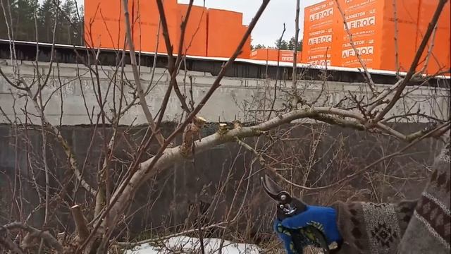 Мастер класс по обрезке сливы. смотреть онлайн