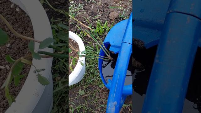 РОЗА ИЗ ФИКСПРАЙСА..ПЕРЕСОРТ ИЛИ НЕТ??? смотреть онлайн