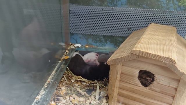 ВЛОГ. Сдали Трёшку. Клиенты ставят условия / Дела Огородные / Суздаль в Июне 🌿 смотреть онлайн