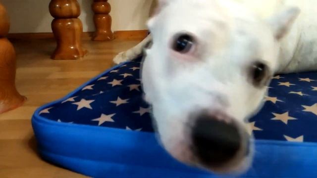 Большое спасибо и этюды амстаффа Берты!!! смотреть онлайн