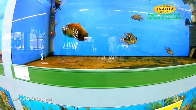 Красивые аквариумные рыбки, 2 смотреть онлайн