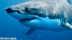 ➤ Осторожно — ртуть! ➤ 10 видов рыбы, которую лучше не есть