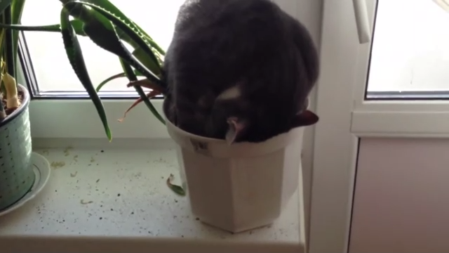 Кот уснул в цветочном горшке смотреть онлайн