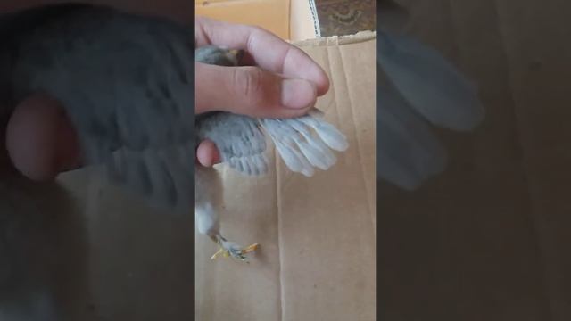 Как определить пол цыплыт петух или курица смотреть онлайн