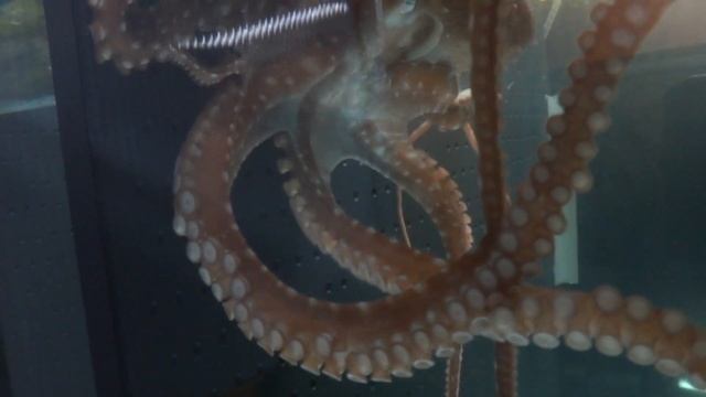 Octopus macropus - www.PecesDelMediterraneo.com - www.MediterraneanFishes.com смотреть онлайн