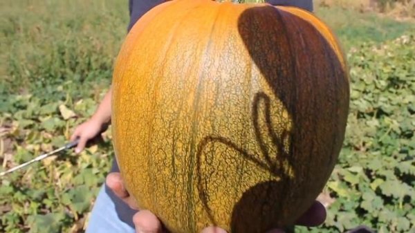 ?Pumpkin Patch Harvest!?