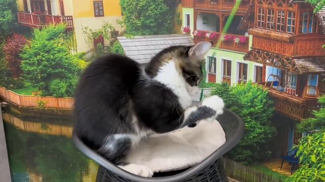 Котик Чезаре. На видео 4 месяца. смотреть онлайн