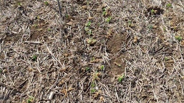 Зимующий горох замёрз весной смотреть онлайн