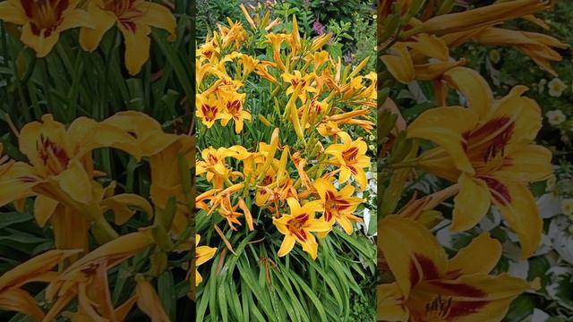 Сколько цветет лилейник? смотреть онлайн