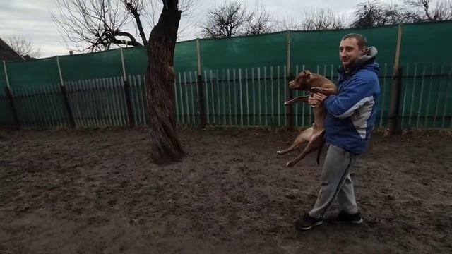 Щенки не хотят есть сырое мясо. Тренинг питбуля Касла смотреть онлайн