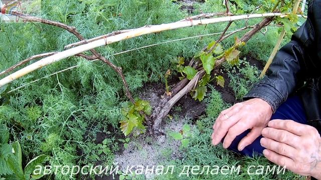 Виноград 2017.Увядание листьев зеленых побегов винограда.Почему вянут побеги винограда. смотреть онлайн