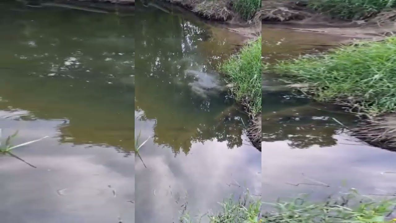 Нечистоты в р. Сходня в Природном парке Куркино. 11.07.2024 смотреть онлайн