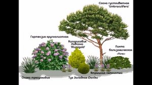 Схемы миксбордеров из хвойных растений и кустарников.