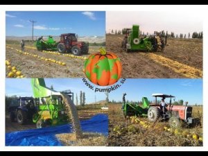 Уборка тыквы на семена,  тыквоуборочный комбайн