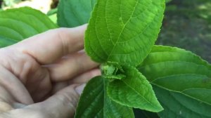 ПОЧЕМУ НЕ ЦВЕТУТ ГОРТЕНЗИИ, причины. Обзор гортензий, которые не зацвели или опаздывают с цветением