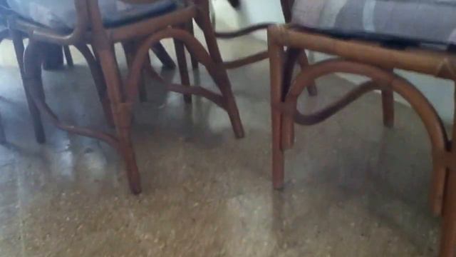 Gato Jugando Con Un Raton