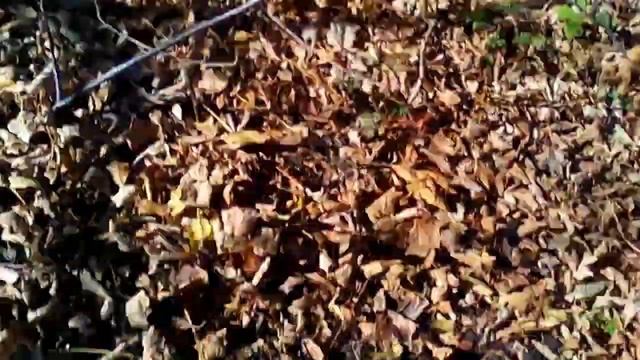 Поиск металлоискателем монет в посадках, Коп монет смотреть онлайн