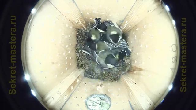 Птенцы синицы в скворечнике 17-й день жизни / Проба крыльев смотреть онлайн