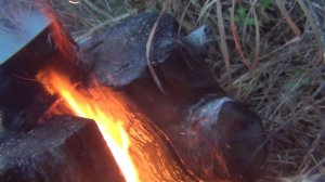 Уснея бородатая  лишайник который лечит всё сибирь тайга Лекарственные растения #дмитрийяков #тайга