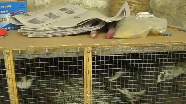 Перепелки выросли / Птицеводство смотреть онлайн